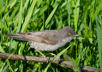 Barred warbler, Sylvia nisoria. A bird looking for prey in the thick grass of a meadow