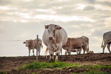 White cows peacefully grazes in a lush green farm field under bright sunlight. picturesque rural scene. Farming