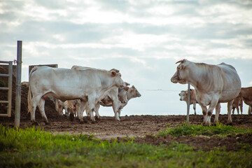 White cows peacefully grazes in a lush green farm field under bright sunlight. picturesque rural scene. Farming