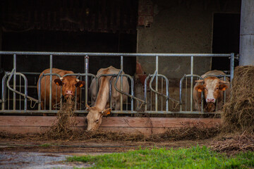 White cows peacefully grazes in a lush green farm field under bright sunlight. picturesque rural scene. Farming