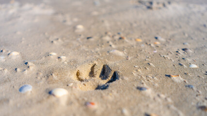 Cockapoo Welpenspur, Hundepfote  im sand - St. Peter Ording
