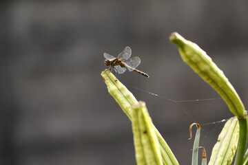 テッポウユリの種殻に留まっているトンボ