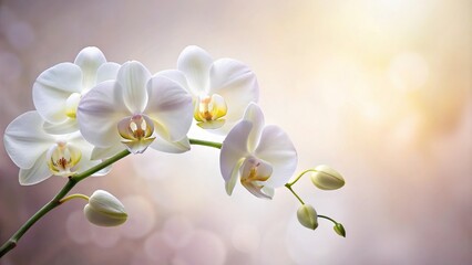 Delicate white orchid flower with a slender stem and soft petals, nature beauty, tropical plant, flowering stem, white flowers