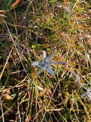 edelweiss on a mountain meadow