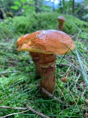 mushroom in the forest