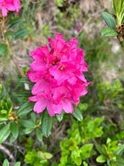 pink alpine rose bush