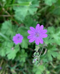 lilac colored flower in the garden