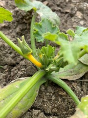 yellow zucchini plant in the garden