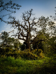 Haunted tree in the forest of Andalusia (Spain)