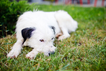 Fototapeta premium A very fluffy young homeless white dog with dark spots is napping on the lush green grass in the summer
