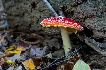Amanita muscaria commonly known as the fly agaric, a red-capped mushroom with white spots on forest floor.