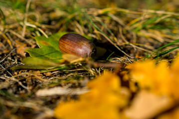 Acorn resting on forest floor amidst autumn leaves.