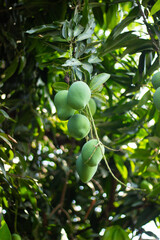 Green Mangoes Hanging from the Tree