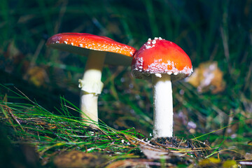 Two Amanita Muscaria, Known as the Fly Agaric or Fly Amanita: Healing and Medicinal Mushroom with Red Cap Growing in Forest. Can Be Used for Micro Dosing, Spiritual Practices and Shaman Rituals