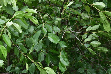 green leaves on a tree