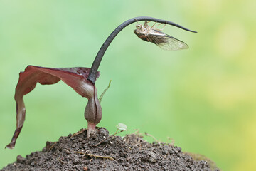 An evening cicada is perched on a purplish red rat taro flower. This insect has the scientific name...
