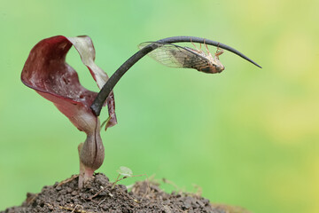 An evening cicada is perched on a purplish red rat taro flower. This insect has the scientific name...