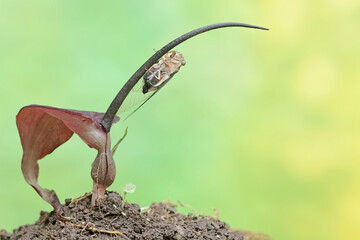 Fototapeta premium An evening cicada is perched on a purplish red rat taro flower. This insect has the scientific name Tanna japonensis. 