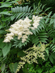 False spirea (Sorbaria sorbifolia) blossom and buds