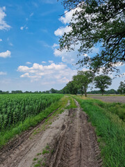 Obraz premium Typical landscape of eastern part of Dutch province North Brabant