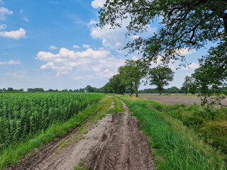 Typical landscape of eastern part of Dutch province North Brabant