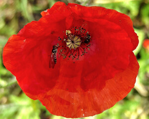 Flower of Comman poppy (Papaver rhoeas), close-up