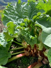 rhubarb growing in a garden