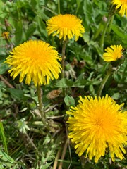 dandelions in the grass
