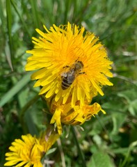 bee on dandelion