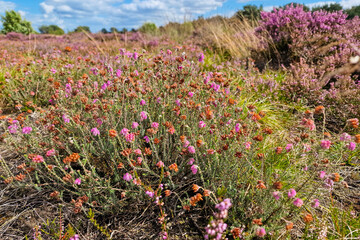 Cross-leaved heath (Erica tetralix), flowering in heathland