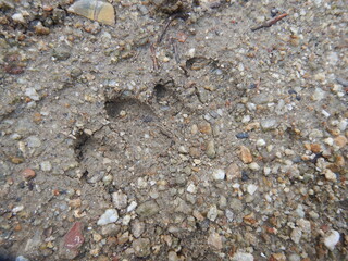 雨上がりの地面に残された猪の足跡