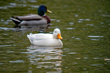 Zwei Enten schwimmen im Teich