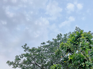 Scenery of blue sky and branches of tree background 