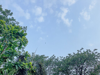 Scenery of blue sky and trees