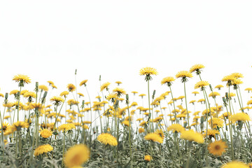 A field of yellow dandelions with white background.