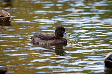 Männliche Reiherente im See