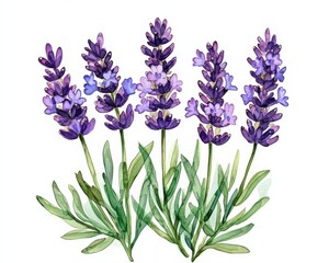 Naklejka premium Watercolor Lavender. Beautiful Hand Drawn Floral Illustration of Lavandula Flower in Nature