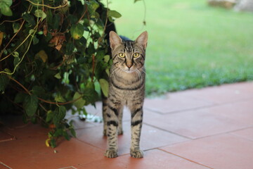 A close-up of a curious tabby cat standing on a patio, surrounded by green garden plants. The cat's...