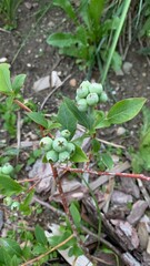 blueberry bush with unripe blueberries