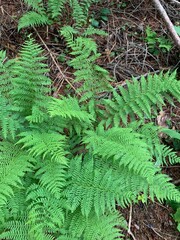 fern leaves in the forest