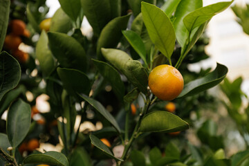 Close up of mandarin orange hanging on a tree branch, surrounded by vibrant green leaves