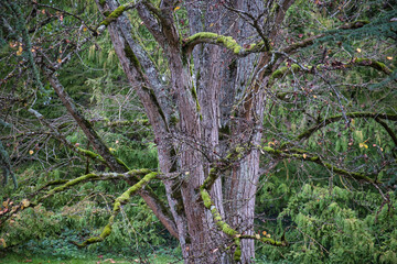 Fototapeta premium Bemooster Baum