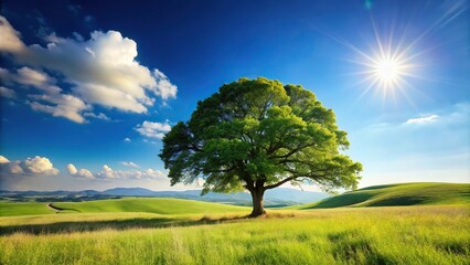 Fototapeta premium An ancient tree standing tall in a vast open field surrounded by rolling hills and a bright blue sky on a sunny summer day, summer, hill, nature, tree