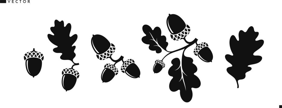 Oak branch with acorns silhouette. Vintage style vector. Oak tree vector. Isolated acorns with leaves 