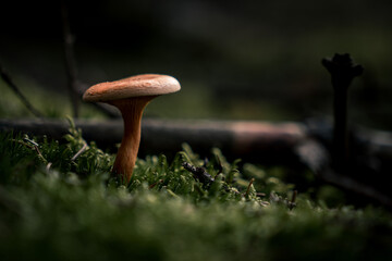 Close-Up of a Brown Chanterelle Mushroom in the Forest with Blurry Background