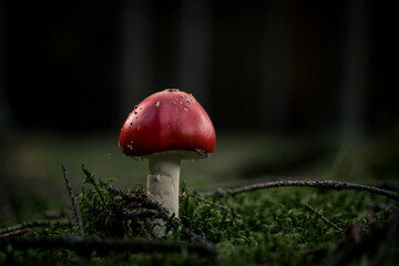 Close-Up of a Red Fly Agaric Mushroom in the Forest with Blurry Background and Interesting Bokeh