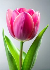 Fototapeta premium Bright Pink Tulip Flower in Bloom with Green Leaves and Stem Against Simple Light Background. Spring, Nature, and Botanical Themes, Close-Up Floral Image