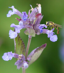 A long hoverfly feeding on pollen from catmint flowers against a defocused green background. 