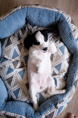 A one-month-old fluffy white spaniel puppy with black ears is resting on a soft blue mat