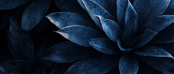Obraz premium Closeup of Blue Agave Plant Leaves with Abstract Texture in Nature, Closeup of Blue Agave Plant Leaves with Abstract Texture in Natu